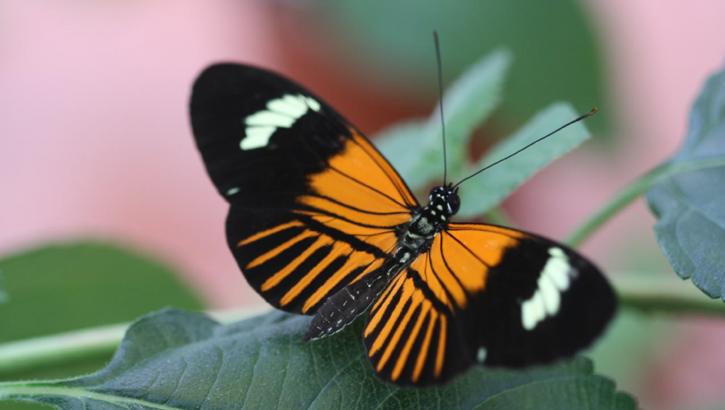 Foto de uma borboleta amazônica da espécie Heliconius elevatus. Ela tem o corpo preto com pintas amarelas. As asas são de cor preta com faixas de cor laranja na parte central e marcas de cor creme simétricas e mais próximo das asas. Ela está com as asas completamente abertas e repousa sobre um galho com folhas verdes.