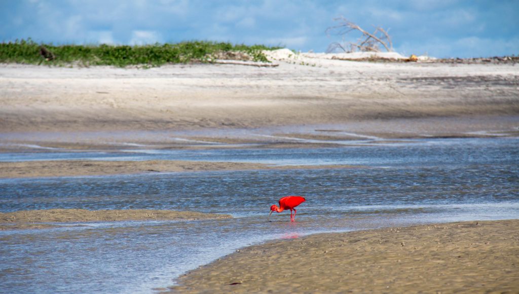 Foto em plano aberto de uma área de praia meio a uma praia. Ao fundo, céu azul e uma pequena área verde. Em primeiro plano, em destaque, um guará (ave na cor avermelhada) se movimenta sobre uma área de águas rasas.