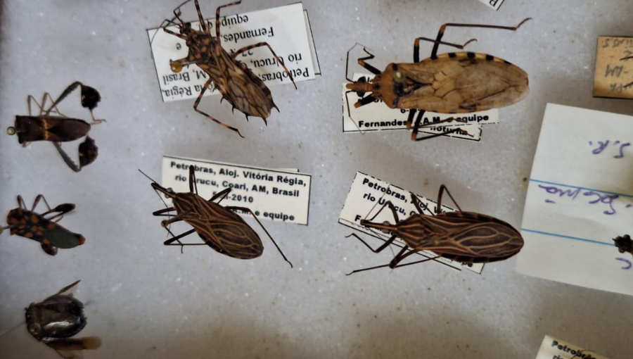 Imagem mostra uma variedade de insetos conhecidos como "barbeiros"