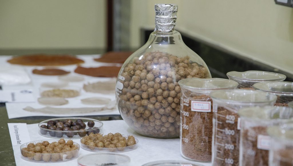 Fotografia da bancada de um laboratório com vários recipientes de vidro com caroços de açaí.