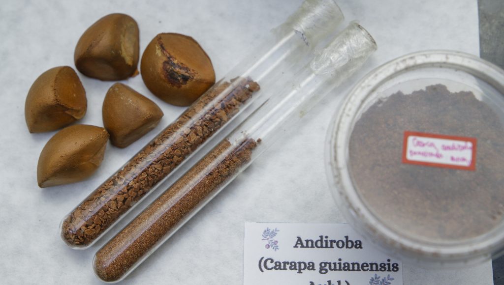 Fotografia registra dois tubos de ensaio com conteúdo marrom, ao lado de cinco sementes de andiroba.
