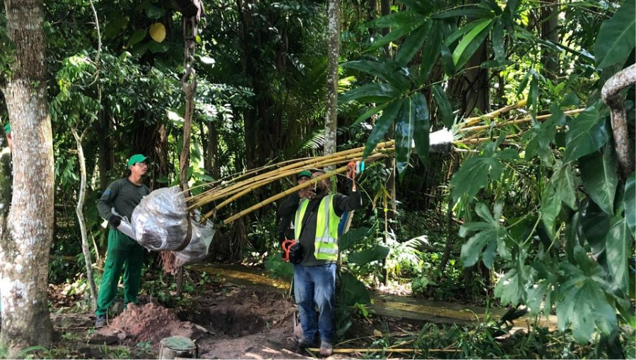 Fotografia registra duas pessoas transportando uma árvore. as raízes da árvore estão envoltas por um plástico branco.