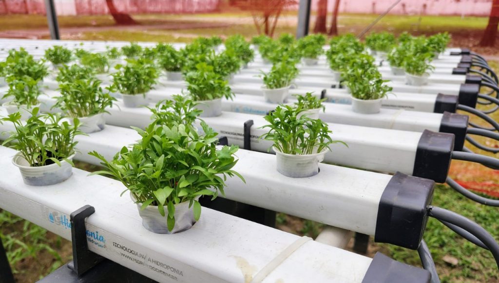 Fotografia registra vários copos descartáveis com pequenas mudas de plantas, dispostos em uma estrutura elevada.