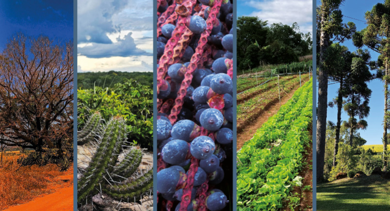 Imagem está dividida em cinco imagens fotográficas de diferentes cenários: um cerrado, uma a´rea verde com cacto e pedra, açaí no cacho, parte de uma horta, e árvores compridas.