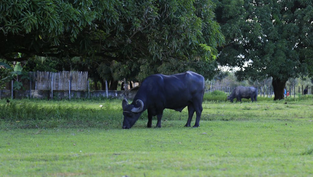 Fotografia de um búfalo em um pasto.