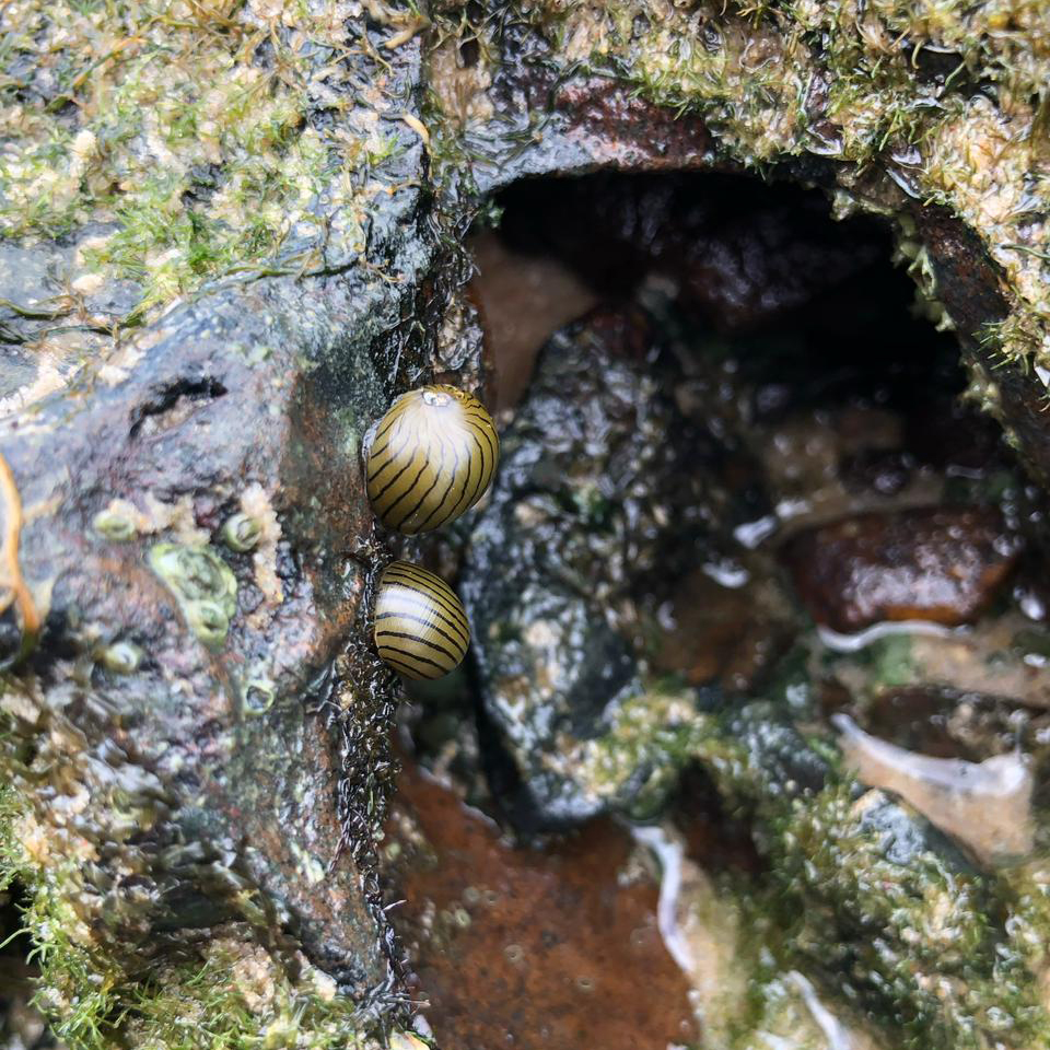 Fotografia registra dois caramujos grudados em uma pedra.