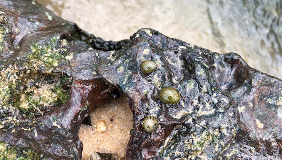 Fotografia registra três caramujos grudados em uma pedra a beira de uma praia.