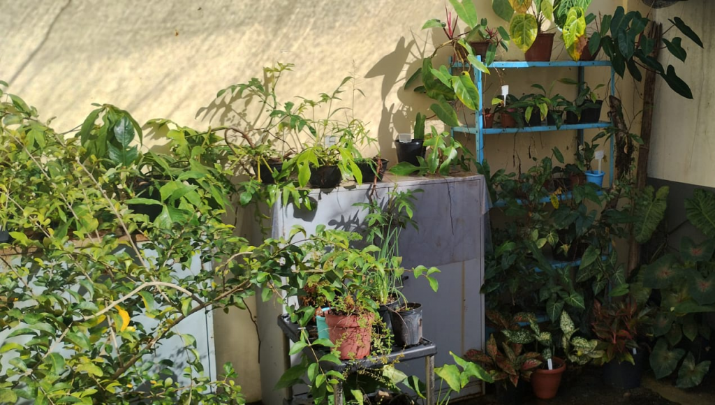 Fotografia registra uma área com com diferentes vasos de plantas.