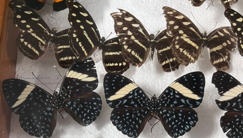 Fotografia registra duas espécies de borboletas em taxidermia dispostas em uma tábua de isopor.