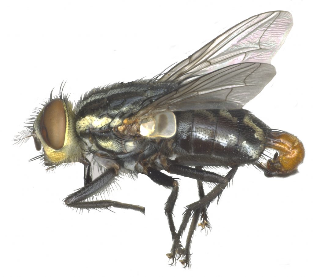 Imagem de uma espécie de mosca.