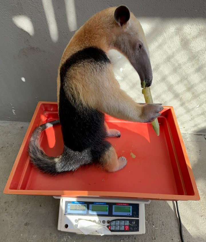 Fotografia registra um tamanduá passando pelo procedimento de pesagem corporal, em uma pequena balança.