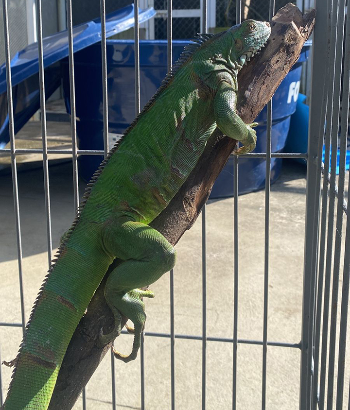 Fotografia registra uma iguana (réptil) sobre um tronco, que está cercado de arames.